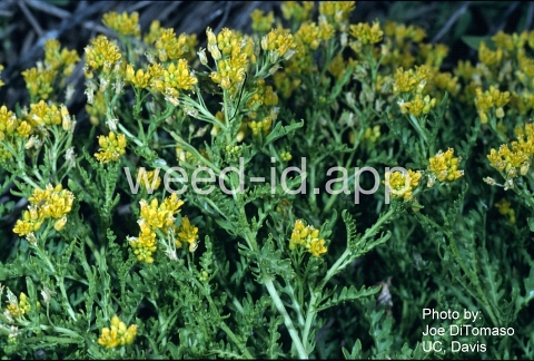 yellowcress, spreading